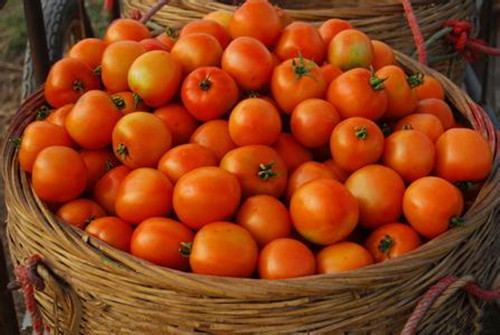 西红柿有3大养生功效