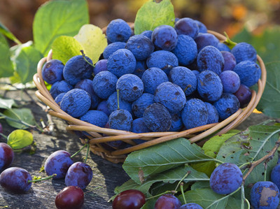 多吃蓝莓可以防治乙肝
