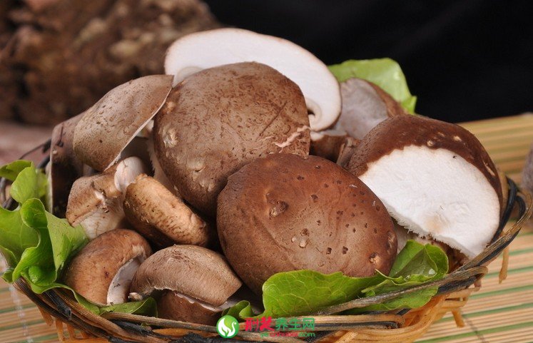 香菇的功效与作用及食用方法