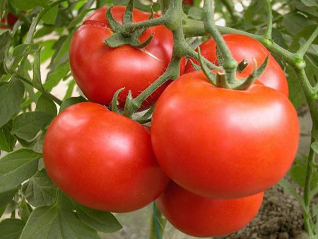 西红柿能让女性去除角质