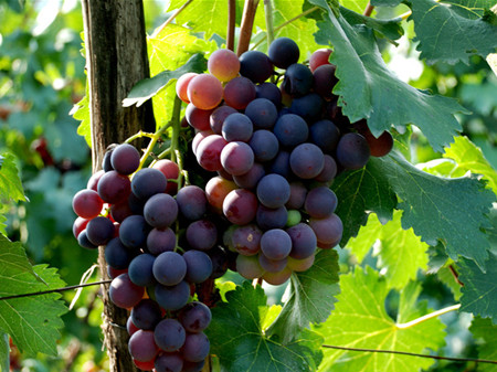 葡萄的种类 葡萄有多少种
