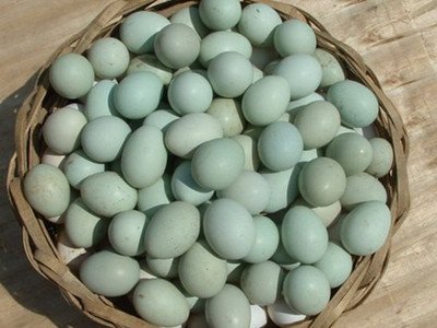 乌鸡蛋是什么 乌鸡蛋的营养功效
