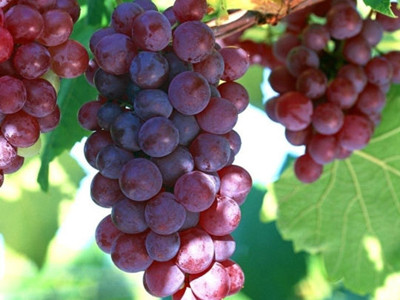 葡萄有哪些营养 葡萄的营养价值