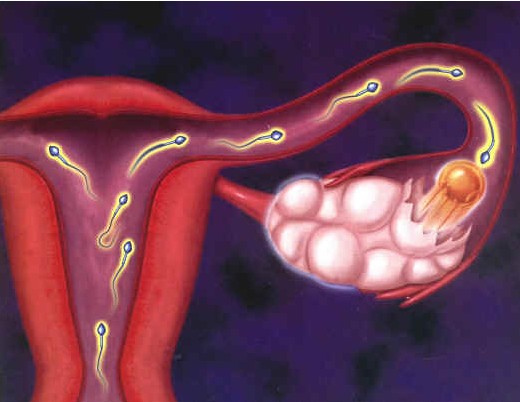 卵巢囊肿影响生育吗 卵巢囊肿的治疗方法