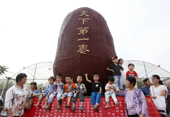郑州现4.6米高天下第一枣 详解红枣的营养功效