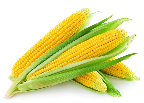 玉米的功效与作用 玉米竟然也有毒
