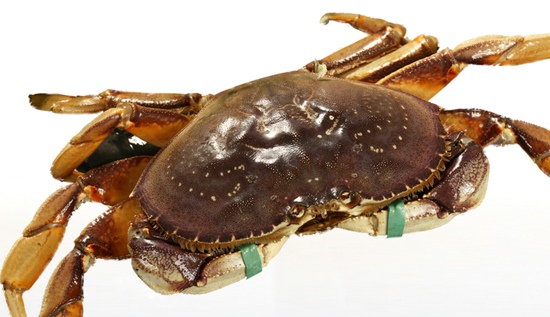 中秋吃螃蟹 教你秋季吃哪些螃蟹比较好