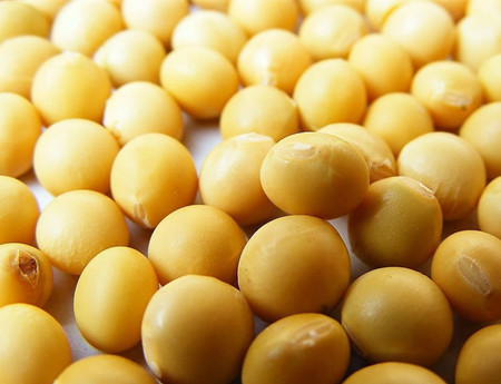 黄豆减肥法 黄豆为什么能够减肥