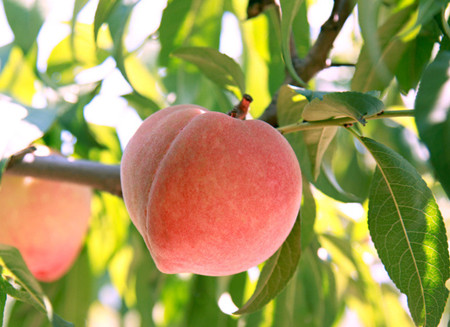 桃子的种类有哪些 桃子有哪些作用