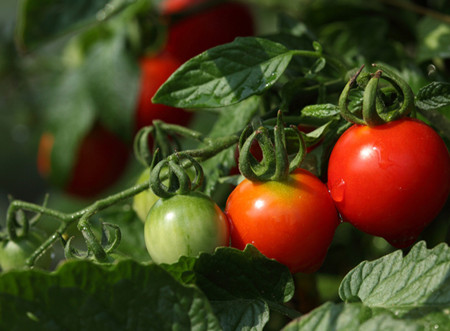美容养颜抗衰老 西红柿的营养价值