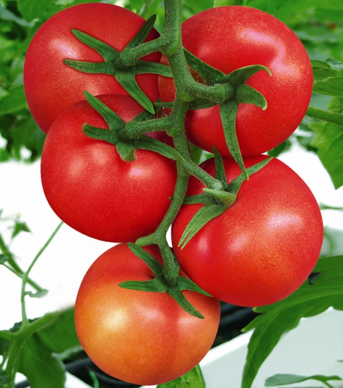 晚间西红柿减肥 西红柿有哪些好处