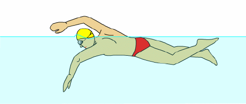 自由泳的动作要领图解 如何正确的自由泳