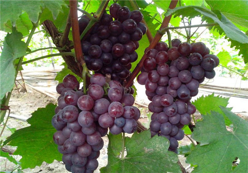 葡萄的食用禁忌 葡萄吃多会腹泻