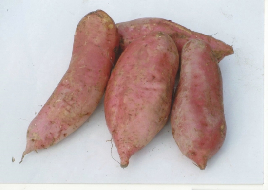 红薯可以减肥吗 红薯的常见功效你知道吗