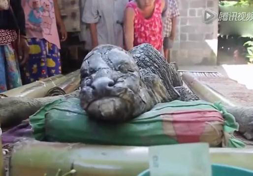泰国惊现人形怪物：疑似鳄鱼和水牛混血产物