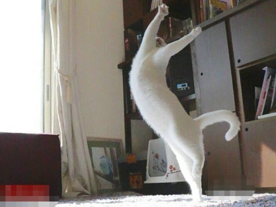 “芭蕾猫”走红网络 旁若无人大秀舞姿