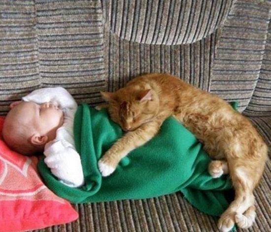 调皮的猫遇到小宝宝 那场景简直是真爱