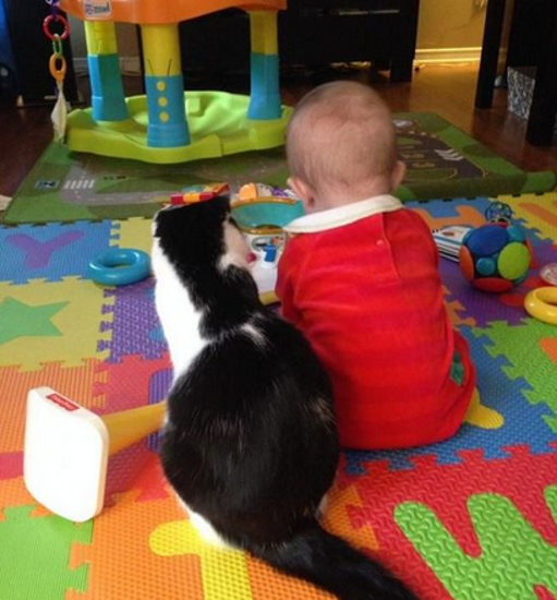 调皮的猫遇到小宝宝 那场景简直是真爱