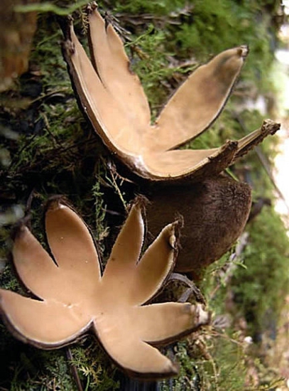 世界上10大最奇特的蘑菇 你都见过吗