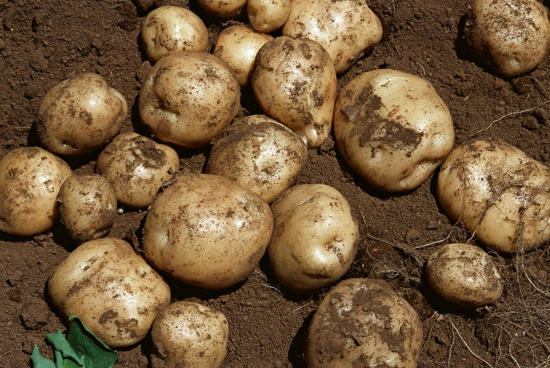 怎样防止土豆发芽 什么样的土豆不能吃