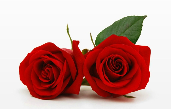 玫瑰花的功效与作用 玫瑰花治病附方有哪些
