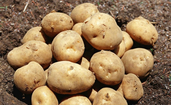 土豆对人体有什么好处 土豆应该怎么吃