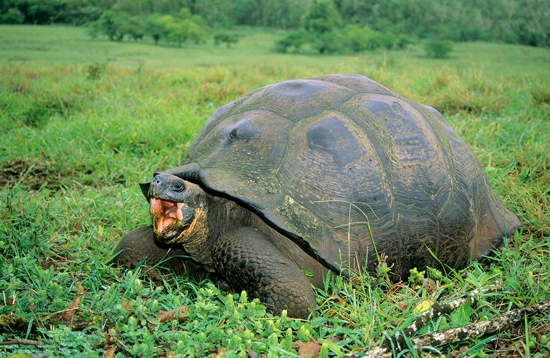 世界最新十大物种 巨龟是怎么回事