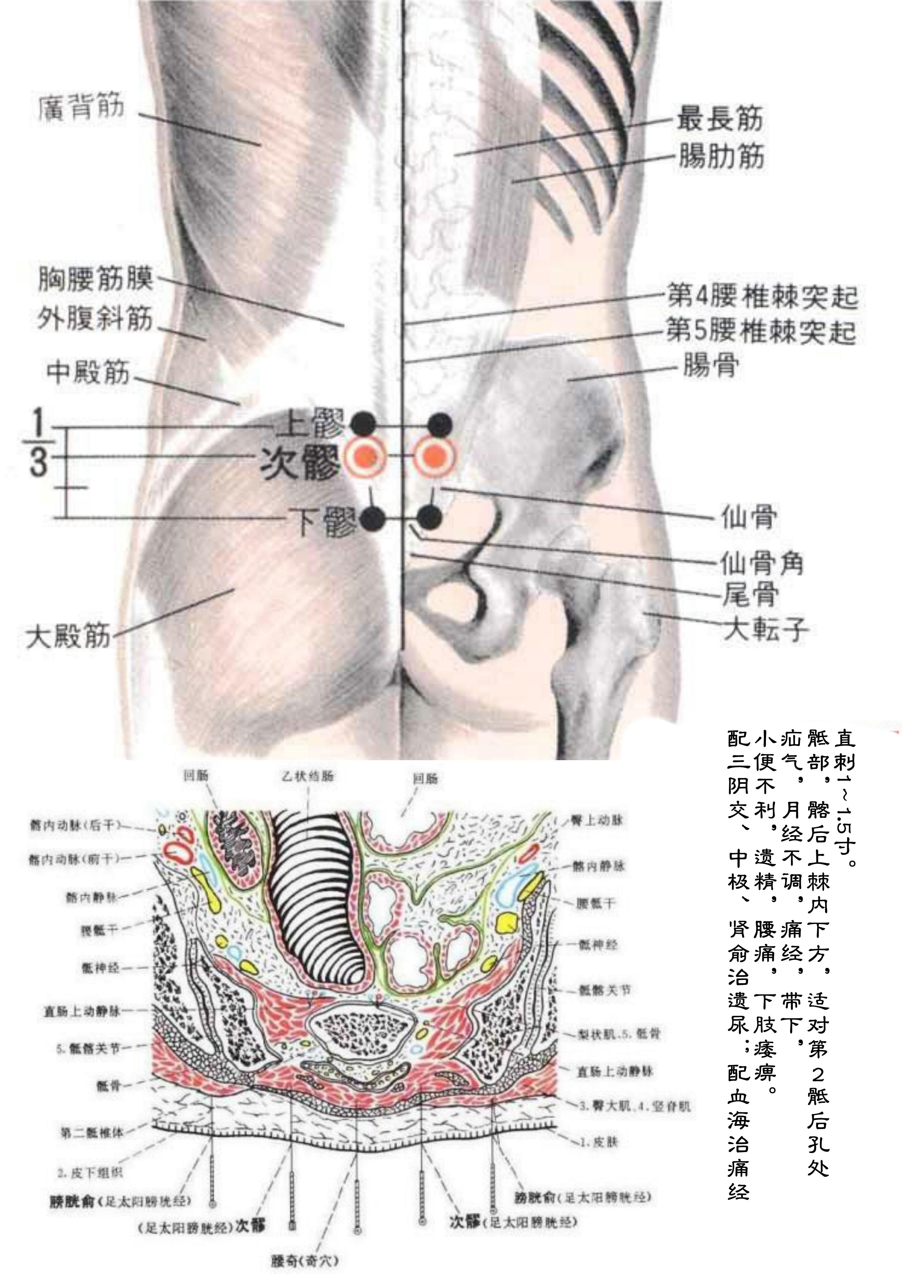 针灸经脉穴位图则之三十三（足太阳膀胱经经穴图则之四）