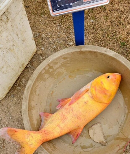 年年有鱼!男子捕获罕见金红色鳙鱼