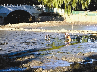 北京：公园改造期间观赏鱼狂捞售卖 存在安全问题