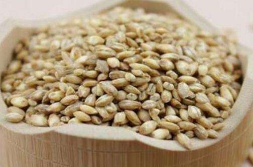 浮小麦的功效与作用及食用方法