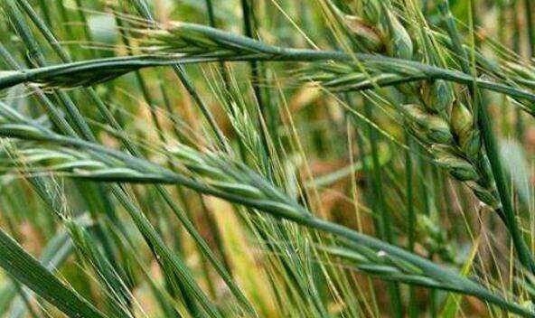 野燕麦的功效是什么 野燕麦有何作用
