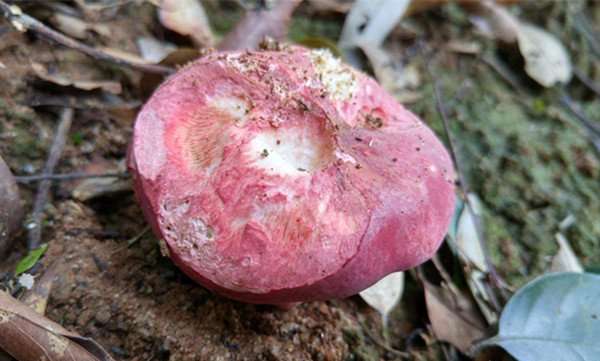 红菌菇
