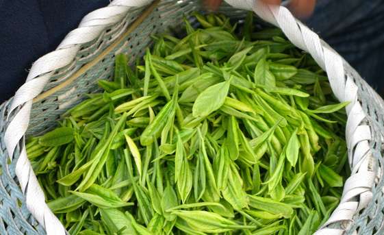 果蔬百科绿茶怎么保存