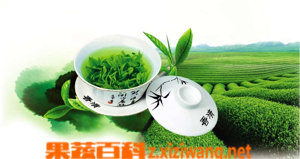 果蔬百科孕妇可以喝绿茶吗