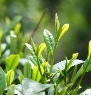 果蔬百科夏季喝绿茶的好处
