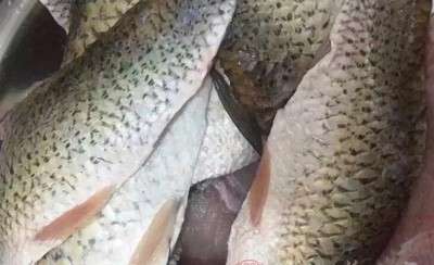 杀鱼2小时后再上锅。很多人从市场里买来鱼，都认为杀完之后应趁新鲜