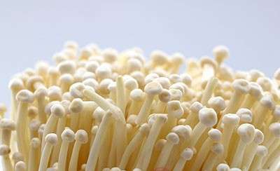 金针菇的菌盖利滑，菌柄脆嫩,口味十分的鲜美爽口