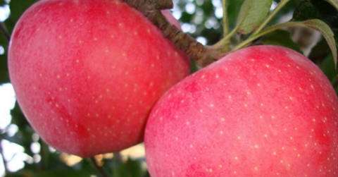 早上空腹吃苹果对身体有益吗?