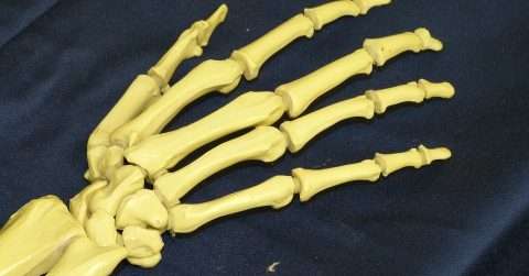 人体上肢骨骼有多少块