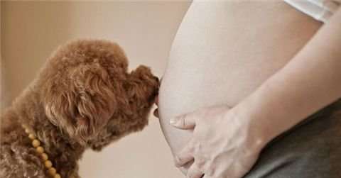 怀孕期间可以养狗吗
