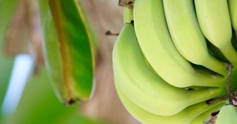 香蕉可以减肥吗