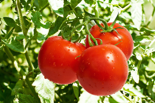 西红柿的饮食禁忌