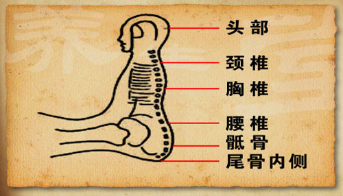 足部的划分跟人体上、中、下三焦是对应的