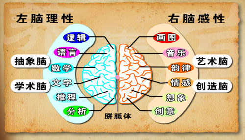 大脑分为左右两侧半球，右侧肢体受左脑支配，左侧肢体受右脑支配。