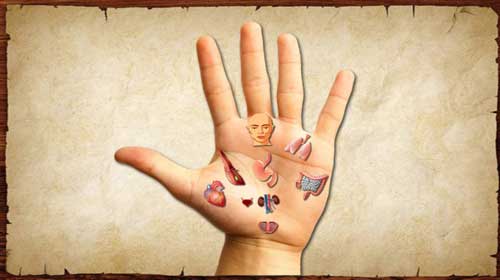 手是人体的“大主”。手与脏腑通过经络、血管、神经等相连接。