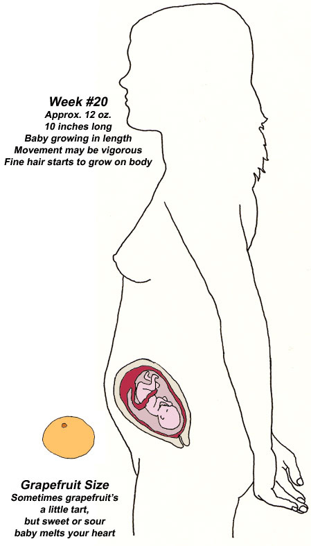 看看孕妇肚子不同时期像什么水果