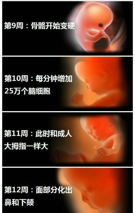 怀胎十月胎儿成长图
