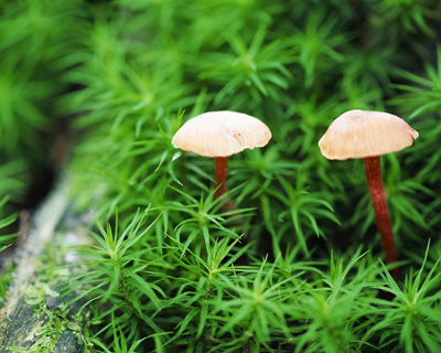 野外蘑菇不要乱吃 谨防误食中毒