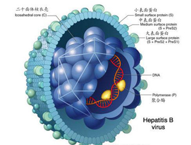 甲肝病毒在体内的生存期是多长